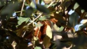 Röd panda på rymmen återfunnen i fikonträd