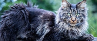 Nio myter om sommarkatter: "Bilden av den självständiga katten som klarar sig själv stämmer inte"