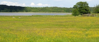 Gräsmarker snart helt utplånade i Sörmland