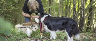 Hunden det perfekta hjälpmedlet för svampsuccé