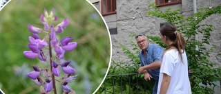 Nyköpings kommun inventerar invasiva växter: "De växer vanvettigt snabbt"