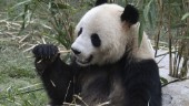 Barnlöst hos danska pandorna – ny metod testas