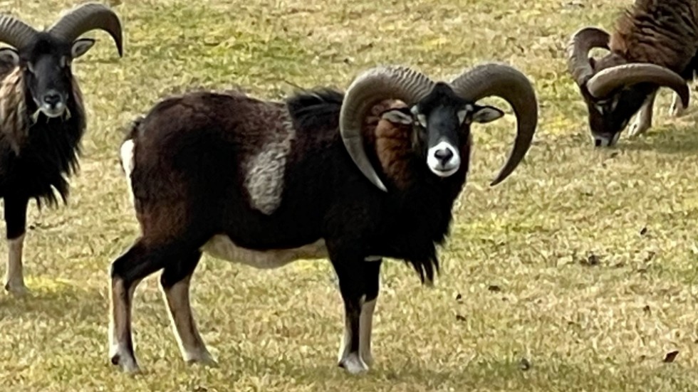 Uppmaningen: Ser du ett mufflonfår – ring polisen och skjut