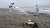 Fågelinfluensautbrott i Peru