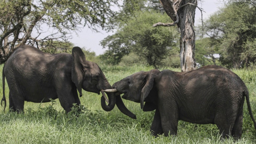 Efter flera år av en nedåtgående trend för Tanzanias elefantpopulation till följd av tjuvjakt har den nu återhämtat sig och ökar i antal. Det är en av minst tio goda nyheter som november månad bjöd på.
