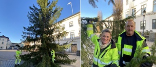 Nu är julgranen på plats vid torget – närodlad i Nyköpingsskog: "En miljövänlig gran"