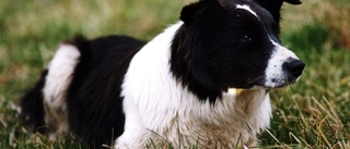 Border collie anmälde sig själv hos polisen