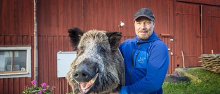 Fredriks smarta idé för att slippa vildsvinen: Bygger kylrum till traktens jägare "Hoppas att fler djur ska skjutas"