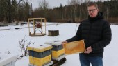 Niklas satsar stort på biodling: "Är faktiskt lite rädd för bin"