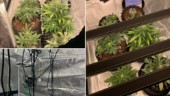 Polisen gjorde husrannsakan – möttes av cannabisodling