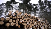 Dags för Svenska kyrkan införa hållbart skogsbruk
