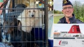 22 smuggelhundar kom med färjan från Tyskland • Togs av tullen i Visby • ”Vi stoppar fortfarande oroväckande många”