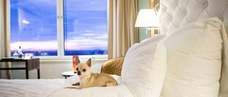 Hundratals hundar firar nyår på hotell