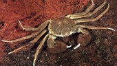 Varnar för invasiv krabba – Hittad längst kusten: ”Slå ihjäl och kasta i brännbart”