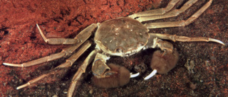 Varnar för invasiv krabba – Hittad längst kusten: ”Slå ihjäl och kasta i brännbart”