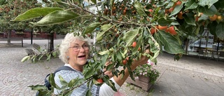 Norska Randi, 71, tar hand om äpplena vid bibblan: "'Det är kjempegodt"