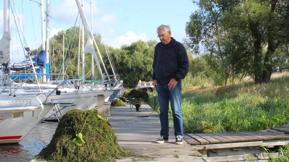 Snart kommer ingen att våga segla till segelbåtshamnen i Linköping på grund av växter i vattnet.  