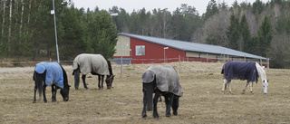 Febriga hästar testas för fruktat virus