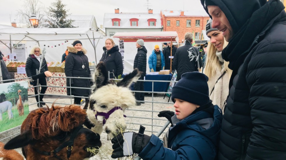 Mollne Hellner 7, kom tillsammans med mamma Caroline Eriksson och bonuspappa Simon Rosendahl till julmarknaden i Mariefred och passade på att klappa och mata några alpackor som hade vägarna förbi.