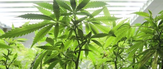 Odlade cannabis – döms i hovrätten 