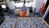 SLU vill sätta stopp för fisket av siklöja – Piteåfiskare kritisk: "Det speglar inte verkligheten"
