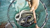 Stora beslag av olagliga ålryssjor