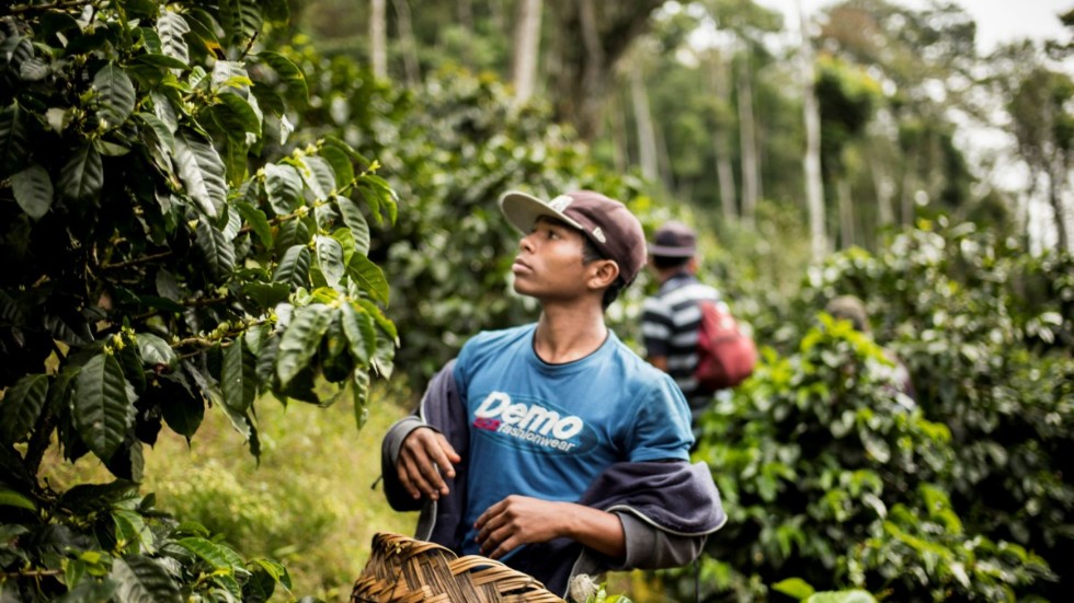 Kaffebönder i Latinamerika har varnat för att de utegångsförbud som införts för att begränsa coronasmitta riskerar säsongens kaffeskörd.