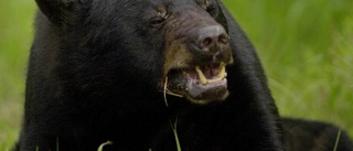 Björn infångad med munkar och blåbärslukt
