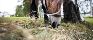 Veterinärbristen slår hårt mot djurvälfärden – en fråga om liv och död