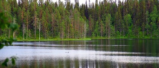 Nu har Norrbotten fyra nya naturreservat