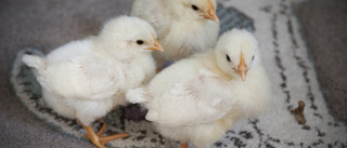 Kycklingarna som kläcktes fram – ur Hemköpsägg