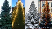 Kommunen efterlyser julgran till Fristadstorget: "Ska helst vara tätvuxen"