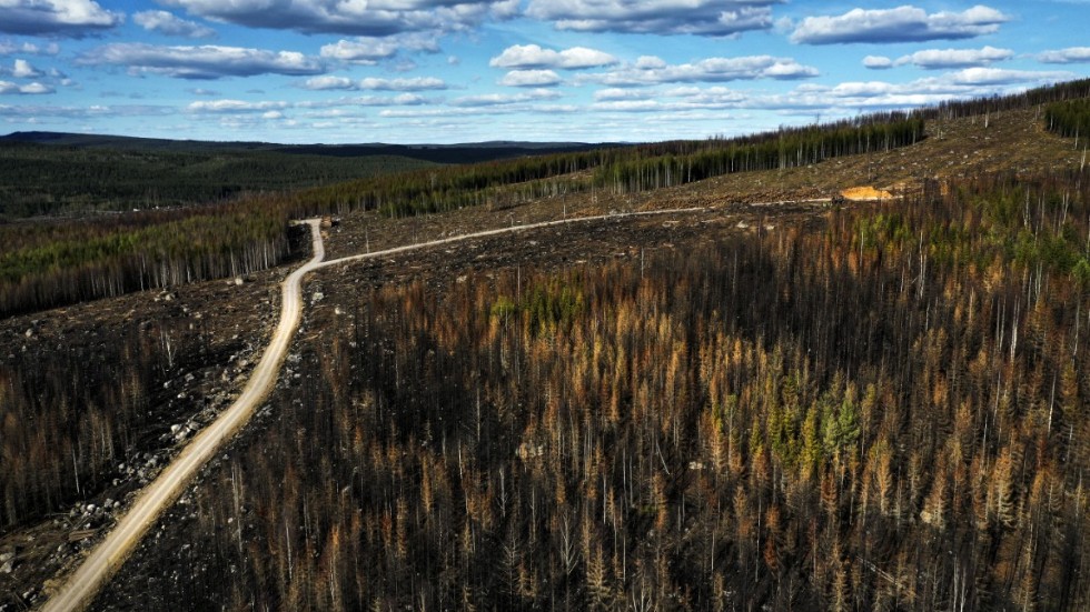 Arealen av formellt skyddad skogsmark i Sverige ökar. Arkivbild.