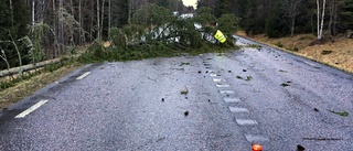 Träd föll rakt över riksväg 52