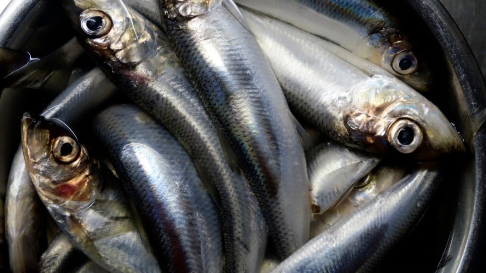Nu sänks gränsvärdena för dioxin i fet fisk som strömming. Arkivbild.