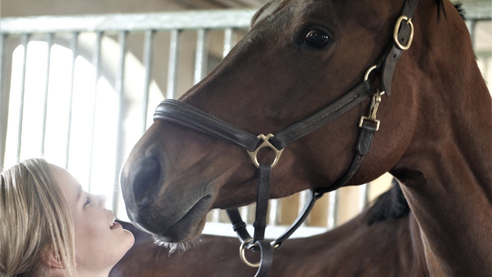 Dokki skadade sig förra veckan, under helgen insjuknade Hatti i korsförlamning. Lina Dolk har haft ganska mycket otur med sina hästar.