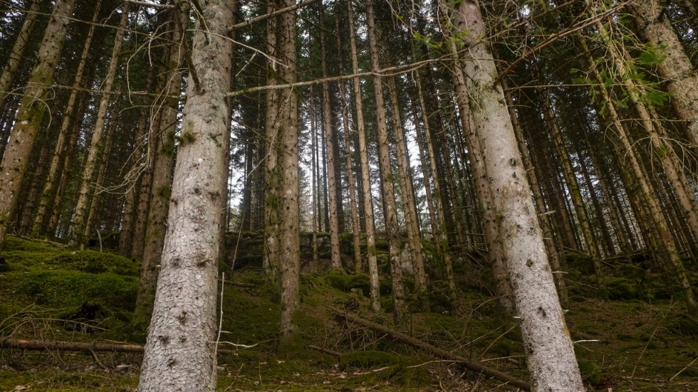 Skogen är ryggraden i den svenska ekonomin och genom att bruka den bevarar man den också i längden, skriver ledarskribenten.