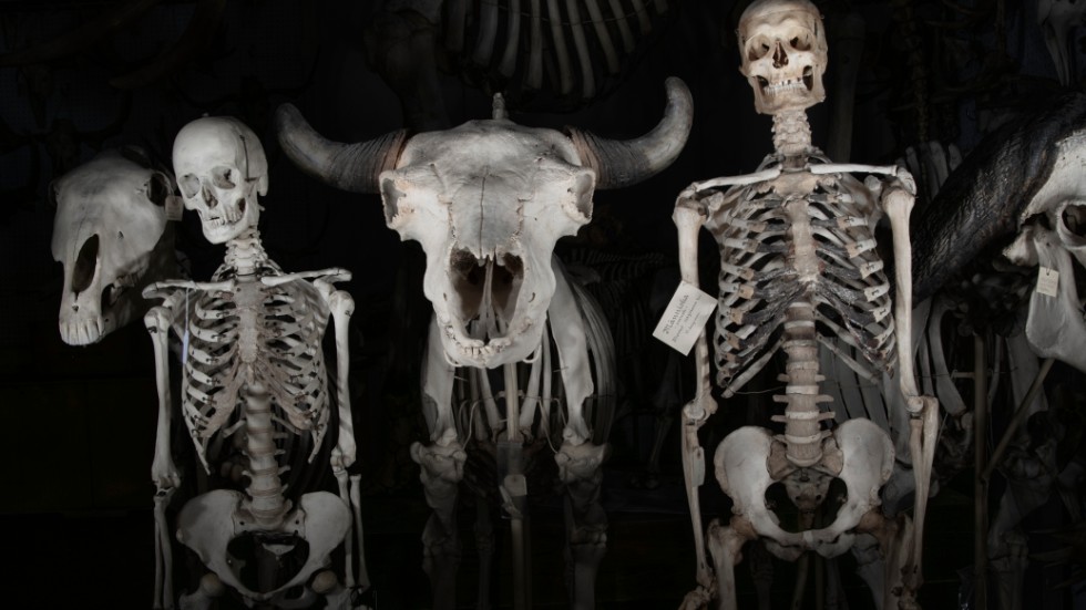 Det handlar om allt från hela och delar av skelett till organ och foster. (Bild från Naturhistoriska riksmuseet i Stockholm, som inte hotas av utgallring - ännu.)