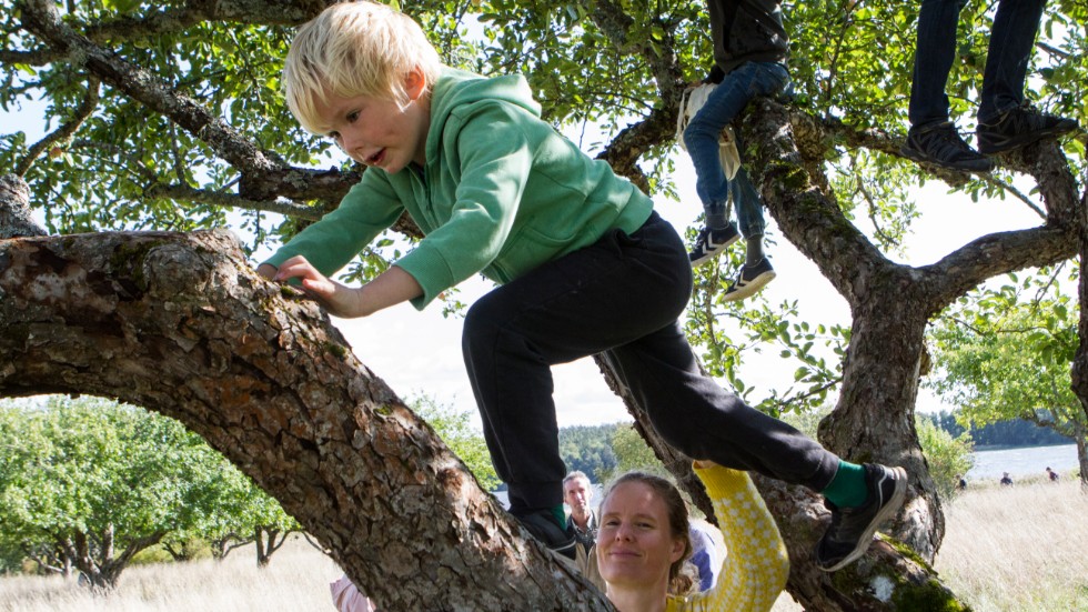 Viggo Spörndly-Nees, fem år,  klättrade upp för att plocka äpplen. Mamma Ellinor hjälper till.