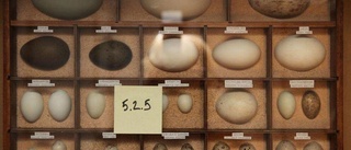 Dömda äggtjuvar får behålla sina samlingar