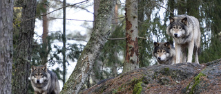 Ny vargattack i Sörmlandsskog – tolv får dödade