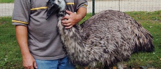 Förrymd emu fångades in med päron