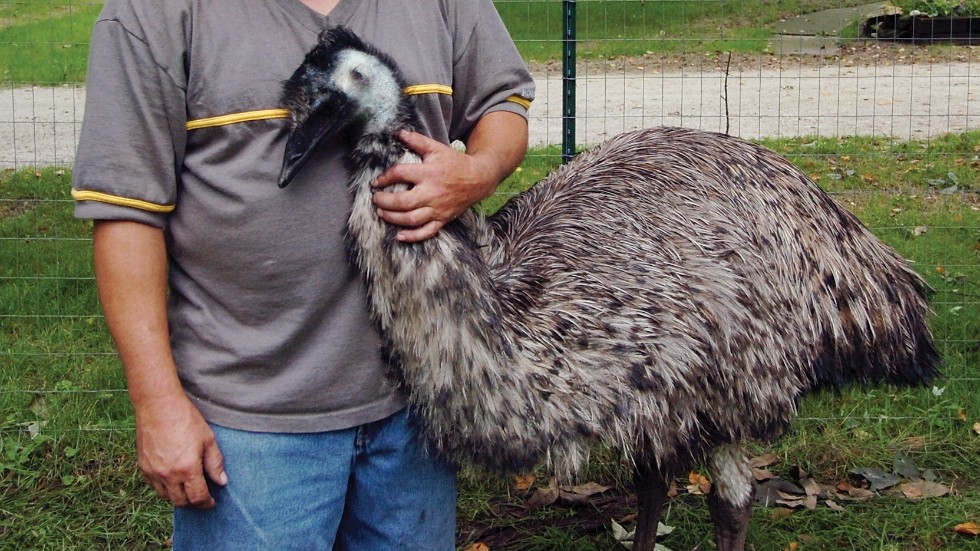 En annan emu som rymde från delstaten Wisconsin i USA 2007 och återfanns i en Walmart-butik. Arkivbild.