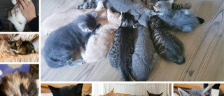 Har tagit hand om massor av kattungar – nu vädjar Livbojen om hjälp
