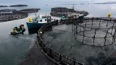 Storböter för norsk laxodlare i Chile