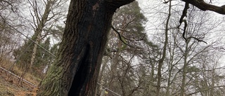 Flera hundra år gammal ek satt i brand: "Grillkol i trädet"