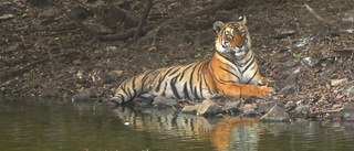 Jakt på tiger som dödat åtta människor