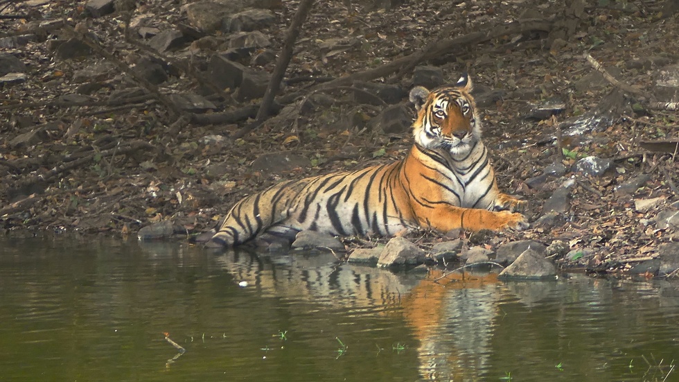 En tiger vilar vid en sjö i ett naturreservat i norra Indien. Arkivbild.