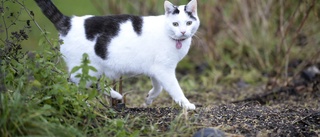 Kommunen varnar för musgift som förgiftar katter