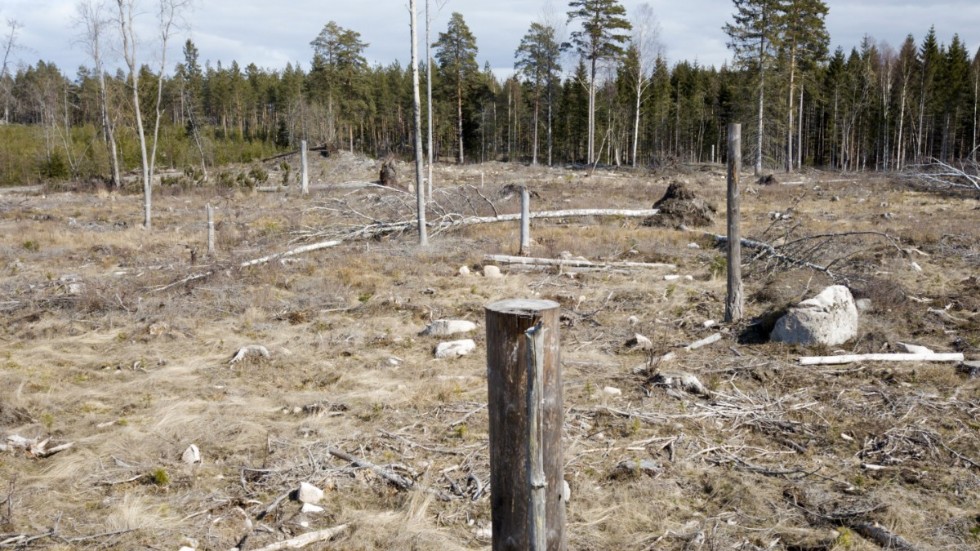 ”Föreställningen om Norrbotten och Västerbotten som skogslän bygger på en verklighet som inte längre finns”, skriver insändarskribenten som ett svar på en debattartikel tidigare i Norran.